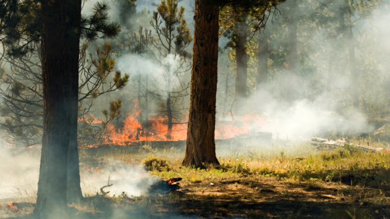 incendios en verano y como evitarlos